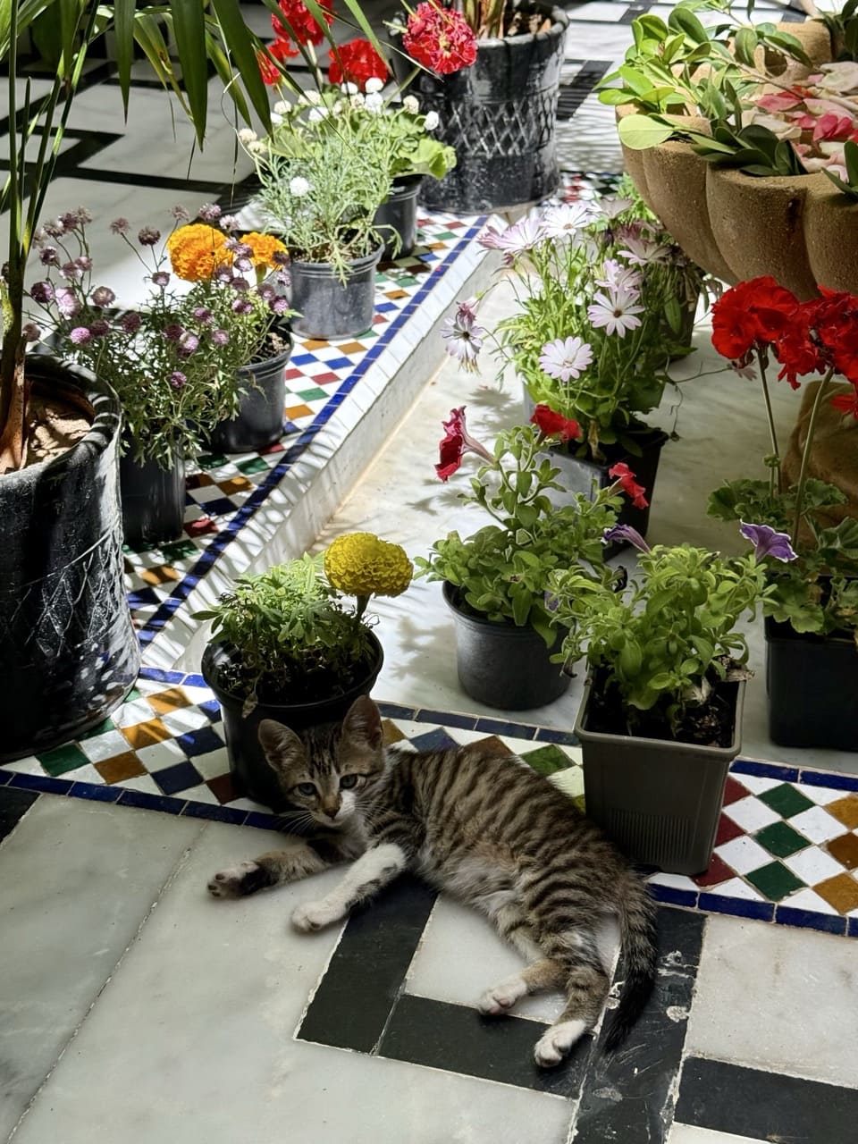 About Riad Ta'achchaqa riad in marrakech